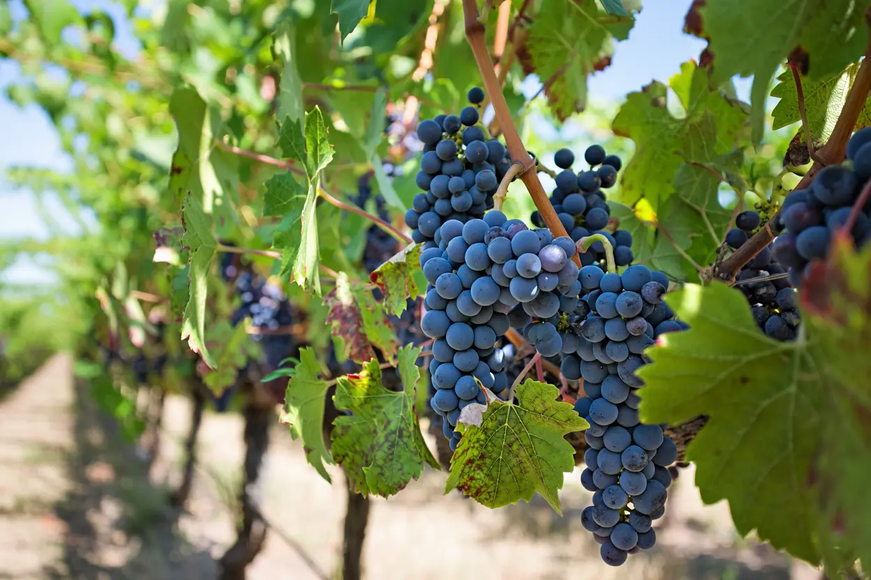Raisins biologiques à la vendange